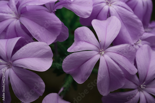 Macro foto di fiori lilla © Francesco