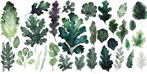 Set of Kale leaves green color Watercolor illustration , elegant watercolor , isolated transparent background, PNG.