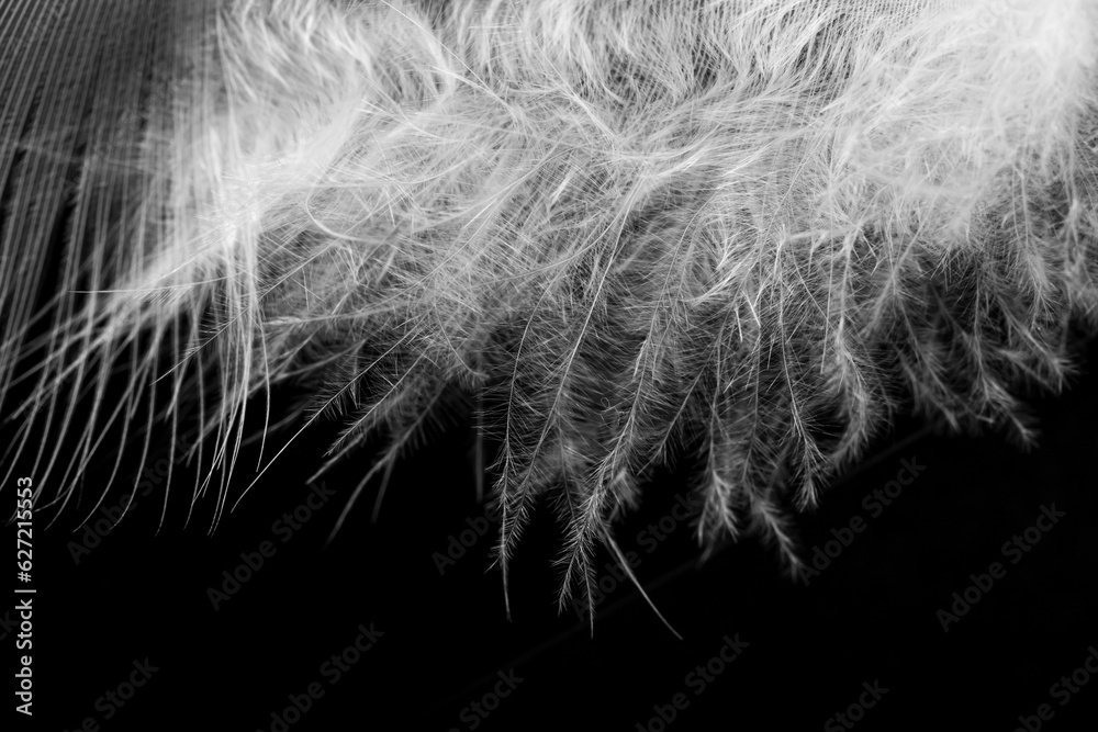 Obraz premium A white feather on a black background