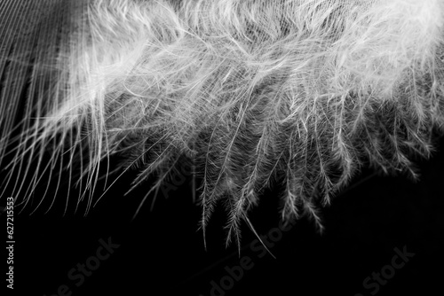 A white feather on a black background