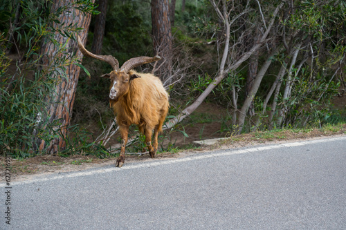 capra selvatica photo
