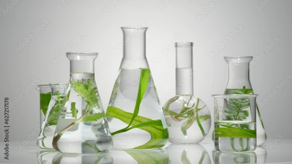 Erlenmeyer flasks, beaker and flat-bottom florence flasks of seaweed in many sizes are rotating on the mirror table. Seaweed is loaded with vitamin E Erlenmeyer flasks, beaker and flat-bottom florence flasks of seaweed in many sizes are rotating on the mirror table. Seaweed is loaded with vitamin E