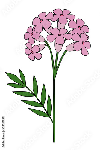 Valerian flower isolated on white background. Medicinal plant for relax and better sleep. Valeriana officinalis. Nature remedies. 