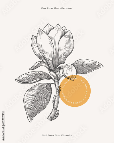 Magnolia flower and branch in engraving style. Beautiful ornamental plant, vector illustration. Botanical illustration for floral design in perfumery and cosmetology.