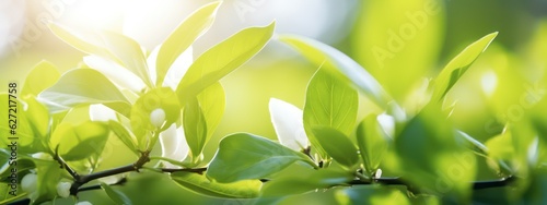 Natural background with young juicy green foliage and white buds in sunlight