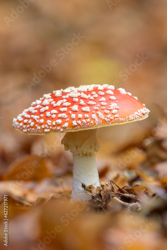 Fly agaric (Amanita muscaria) close up on ferest floor, the Netherlands.