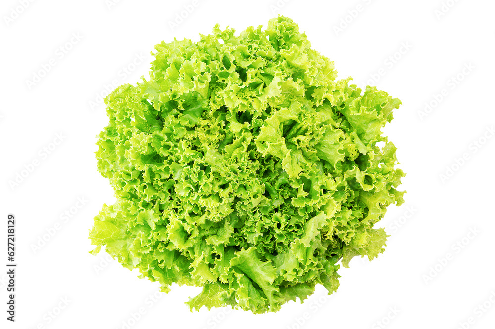 Fresh lettuce in the bowl on white background with clipping path Fresh lettuce in the bowl on white background with clipping path