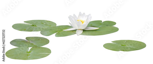 Water lily or Lotus flower white, PNG, isolated on transparent background
