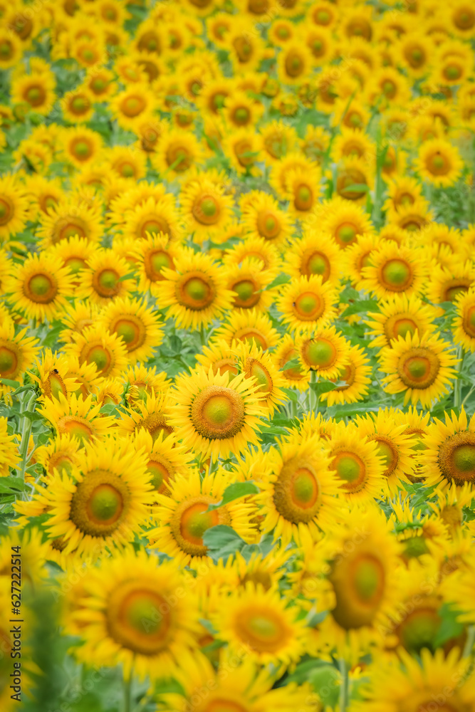 A field of yellow sunflowers growing in the Dordogne region of France A field of yellow sunflowers growing in the Dordogne region of France