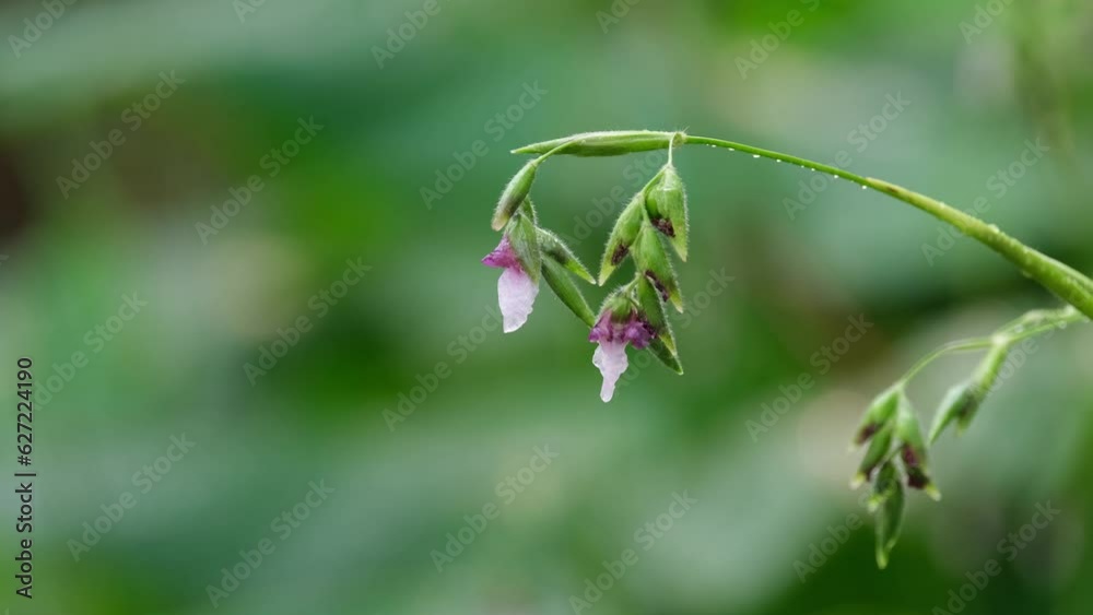Tiny white and purple budding flower with droplets of water after a rain. Tiny white and purple budding flower with droplets of water after a rain.