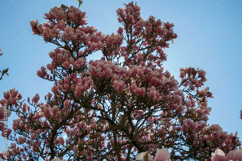 Magnolia tree in bloom with pink flowers against a blue sky in the bush Magnolia tree in bloom with pink flowers against a blue sky in the bush
