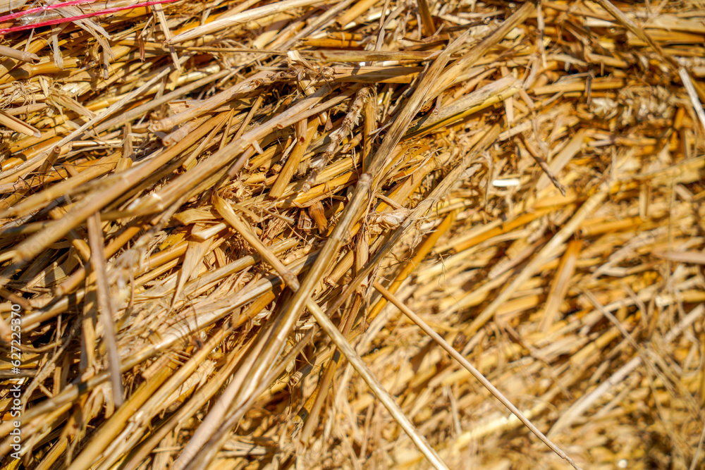 Hay bales, straw deposited on the field as fodder for cows, photographed Hay bales, straw deposited on the field as fodder for cows, photographed