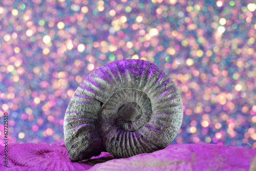 Ammonite is a fossil of a squid  photographed in close-up in studio