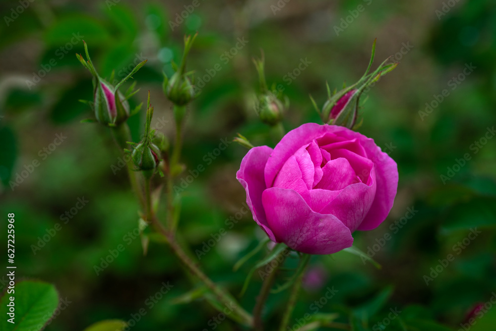 Rose, Isparta Rose,. Rose oil, Flowers, Roses, Rose garden