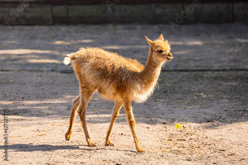 A young Vinkunja new world camel walks on the ground in a zoo photo