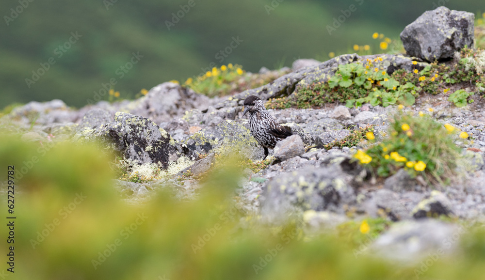 高山帯に生きるホシガラス 高山帯に生きるホシガラス