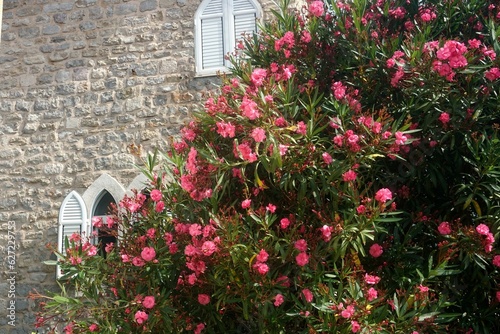 Red oleander bush by the wall of an old stone house, Old Budva, Montenegro