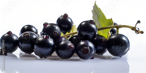 Black currant branch isolated on white background