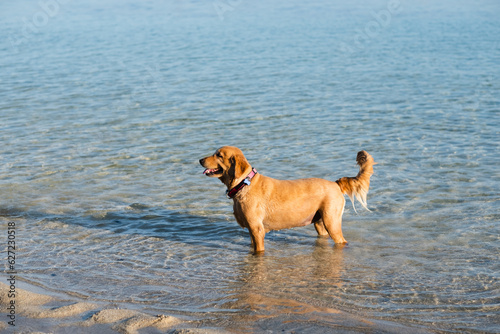 Portrait of a dog, retriever, orange color, playing on the ocean.