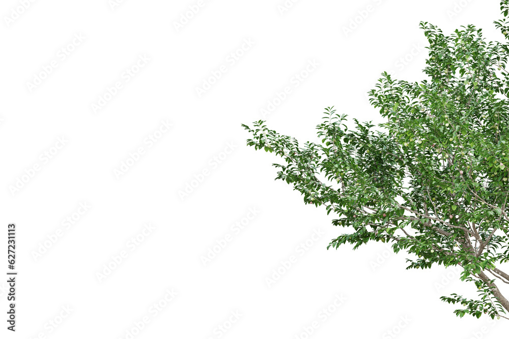 Branch and green leaves frame on transparent background, 3d render. Branch and green leaves frame on transparent background, 3d render.