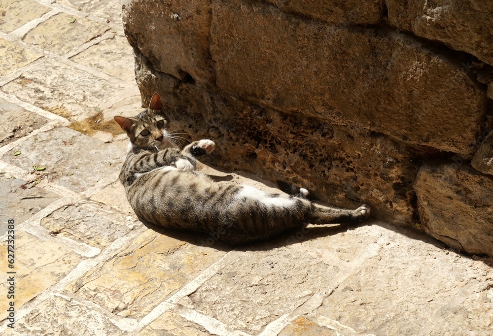 Obraz premium Cats on the streets of Budva Old Town, Old Budva, Montenegro