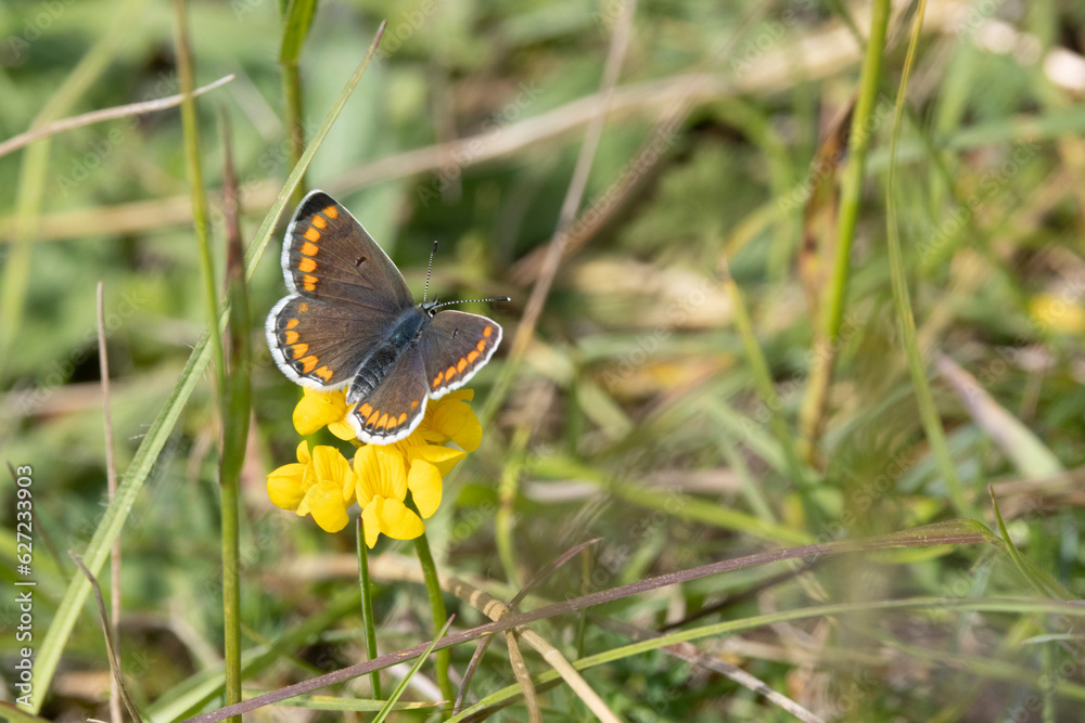 Fototapeta premium Kleine Sonnenröschen-Bläuling (Aricia agestis), auch Dunkelbrauner Bläuling oder Heidenwiesenbräunling