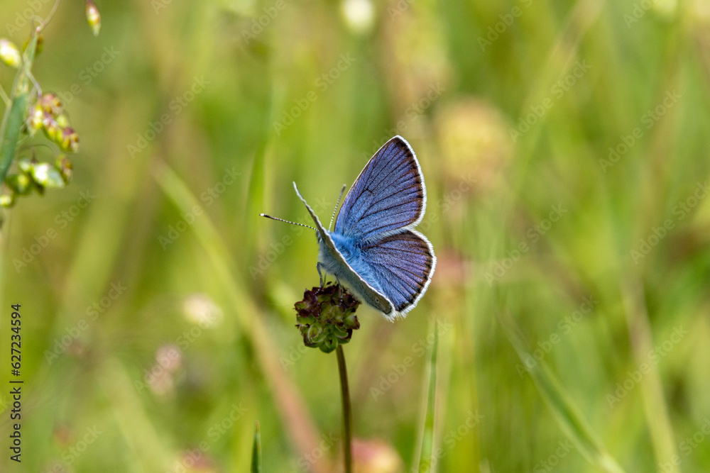 Hauhechel-Bläuling (Polyommatus icarus) Hauhechel-Bläuling (Polyommatus icarus)