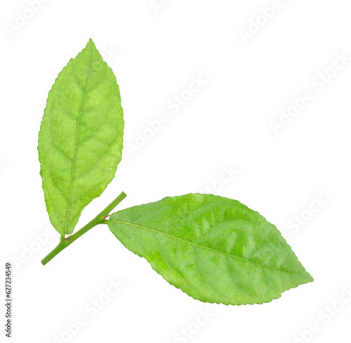 green siamese rough bush leaves use for herb concept. transparent png photo