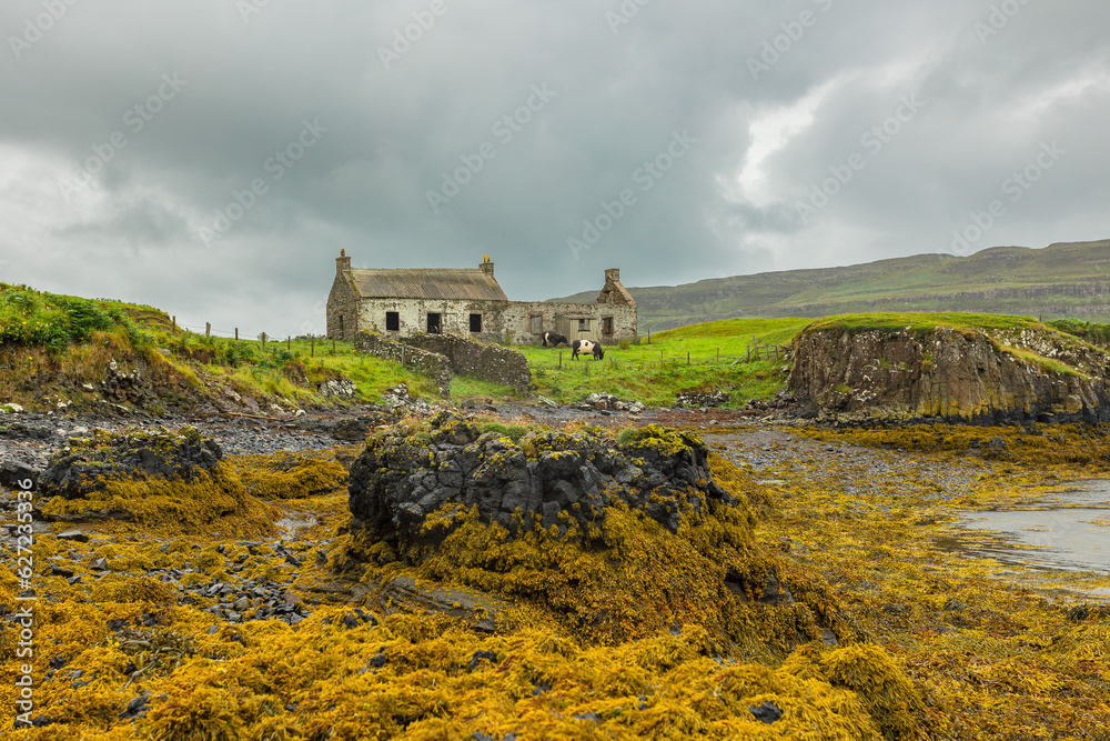 Derelict croft house, used as a cow shed on the Isle of Canna, Scotland on a wet, stormy day with belted Galloway cows and rocks covered in seaweed.  Horizontal.  Copy space. - obrazy, fototapety, plakaty 