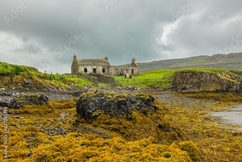 Derelict croft house, used as a cow shed on the Isle of Canna, Scotland on a wet, stormy day with belted Galloway cows and rocks covered in seaweed.  Horizontal.  Copy space.