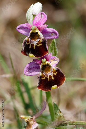 Tableau sur toile Hummel-Ragwurz (Ophrys holoserica)