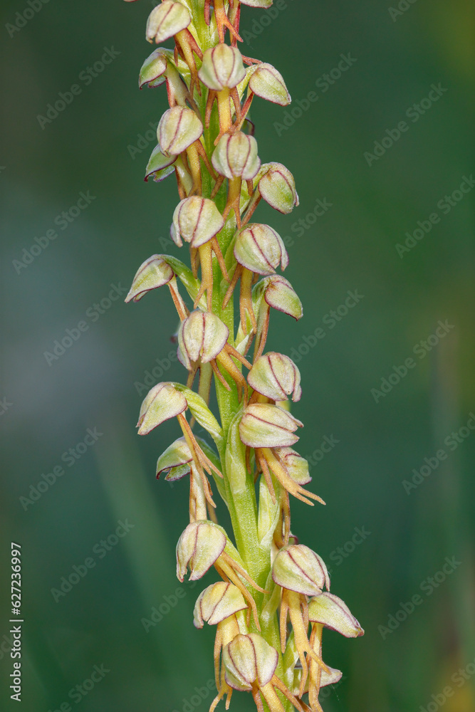 Fototapeta premium Ohnhorn (Orchis anthropophora)