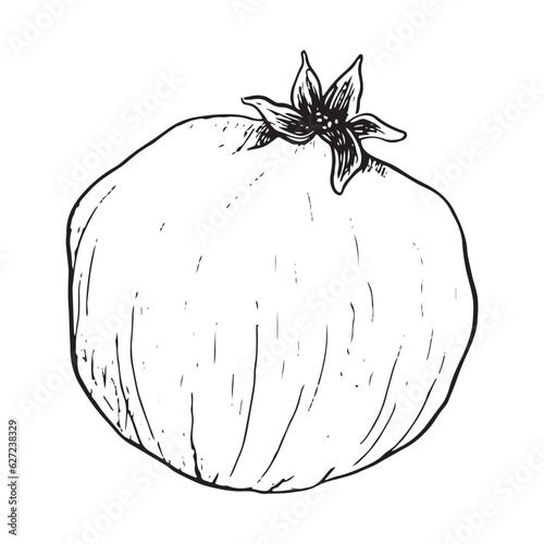 Vector whole pomegranate black and white illustration for Rosh Hashanah. Symbolic fruit hand draw botanical ink art for Jewish New year designs and stickers