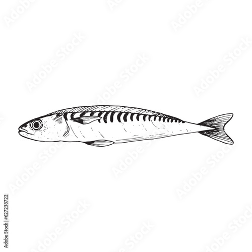 Single sardine fish line vector illustration in black and white. Fresh Atlantic fish sketch art for seafood products designs