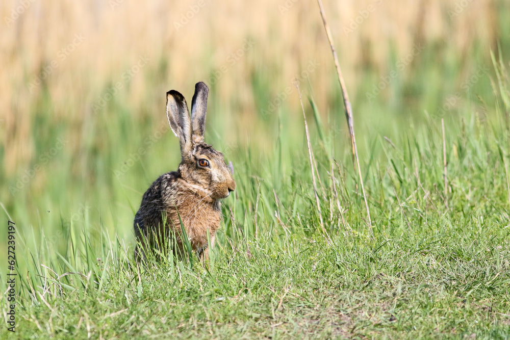 Obraz premium European Brown Hare Lepus europaeus with long ears, game for hunting