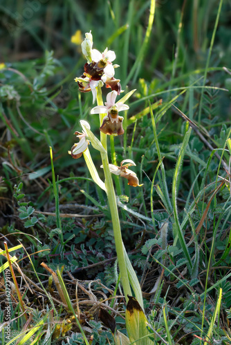 Hummel-Ragwurz (Ophrys holoserica)