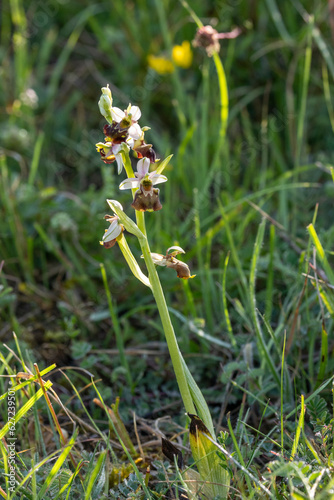 Hummel-Ragwurz (Ophrys holoserica)