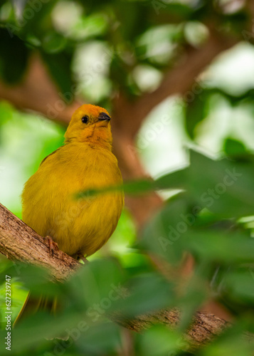 Saffron Finch (Sicalis flaveola)