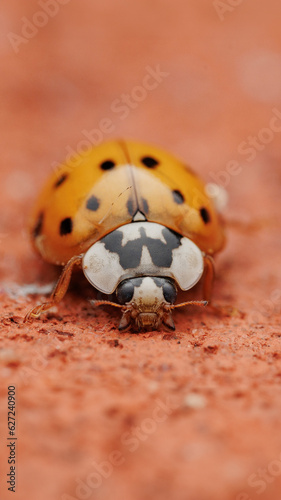 ladybug