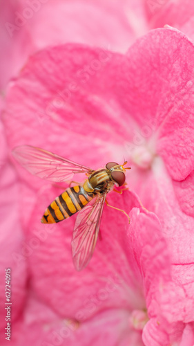 fly on flower