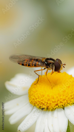 fly on a flower