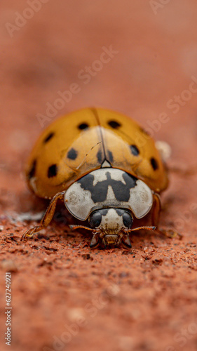 ladybird