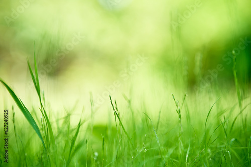 Green grass background texture with copy space