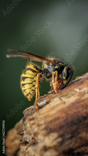 wasp 