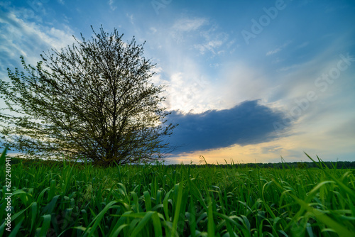 young green wheat sprouts agricultural field  bright spring landscape at sunset  blue sky as background