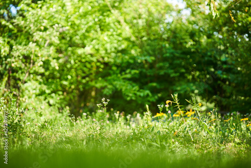 Fototapeta Naklejka Na Ścianę i Meble -  Scenic view of a beautiful landscape garden with a green lawn