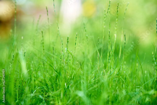 Green grass background texture with copy space
