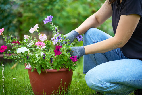 Cropped image of woman planting flowers in the garden, close up photo. Gardening and floriculture.
