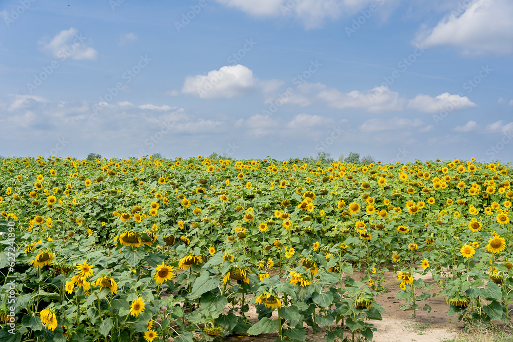 Obraz premium Beautiful sunflowers. field of sunflowers at sunset.