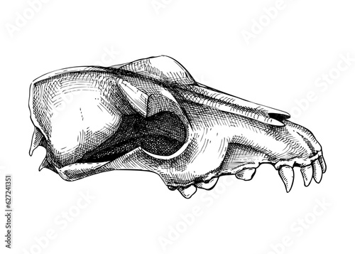 Hand drawn magical occult element in graphic style. Halloween design element. Animal bones, wolf scull sketch isolated on white. Vector magic illustration for witchcraft, alchemy, Halloween decor.